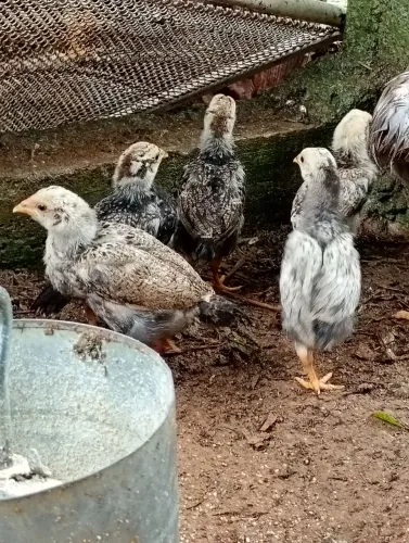 Pintinhos de galinha caipira pura