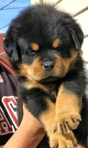 Rottweiler alemão guarda e companhia pra vc aqui