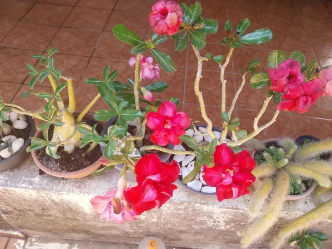 Planta rosa do deserto