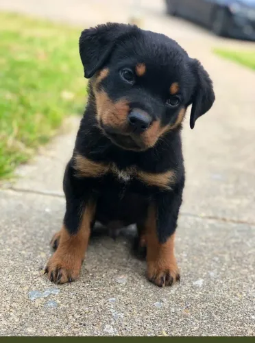 Filhote de Rottweiler: Pureza e Charme!