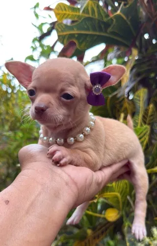 Fêmea disponível pra entregar 