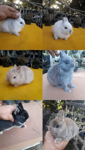 Coelho anão importado 