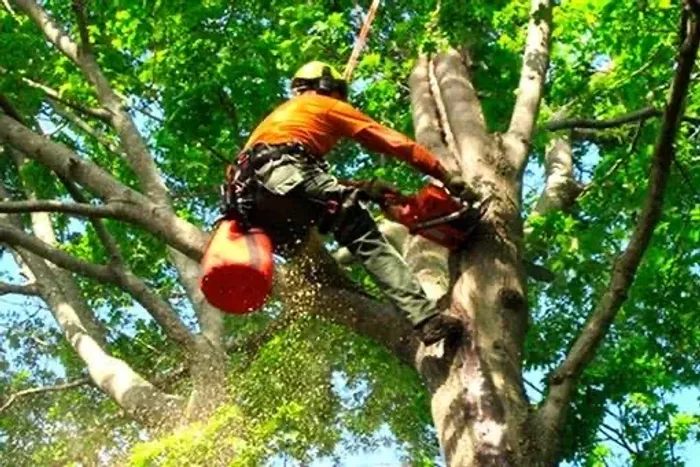 Cortes e podas de árvores