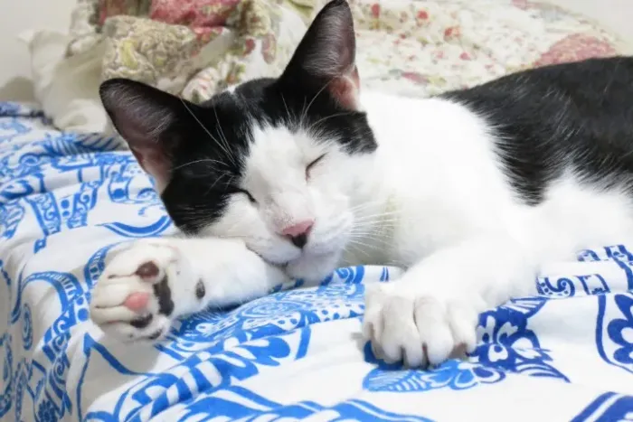 Doa-se gato castrado (Fred)