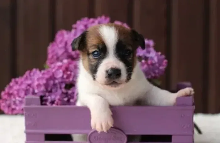 Filhotes de Jack Russell Pequeno, Leais e Muito Brincalhões