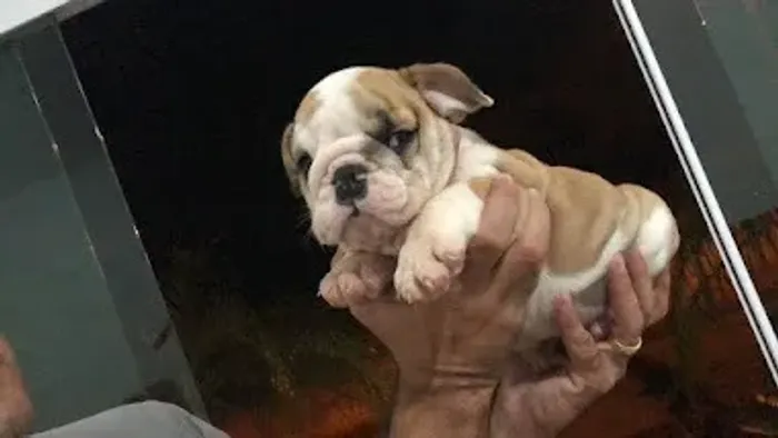 bulldog ingles bem parrudos, em exelente padrão da raça