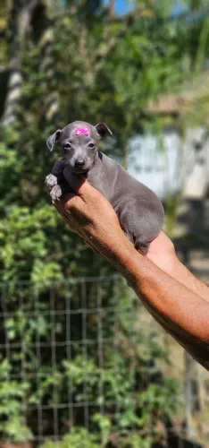 Galgo Italiano - Um amor na sua vida