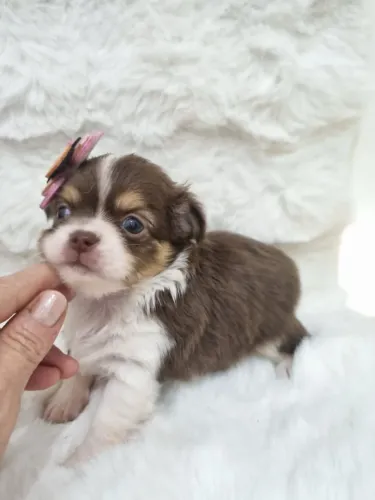 Chihuahua fêmea linda e amorosa.