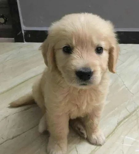 Filhote Golden Retriever, O lar perfeito para um filhote?