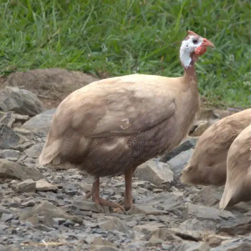 Galinha da Angola picote