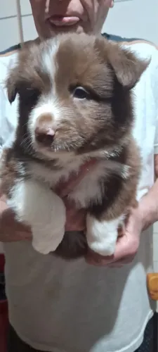 Border Collie 