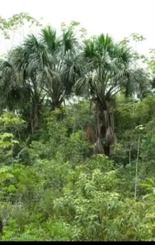 Terreno