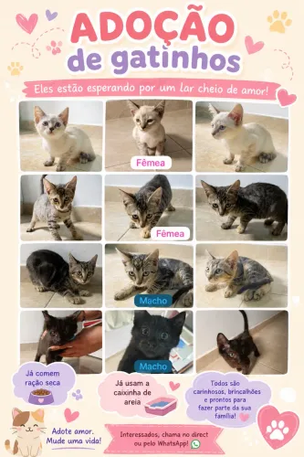 Gatinhos para adoção