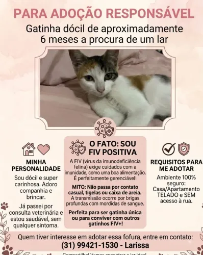 Gata para adoção responsável