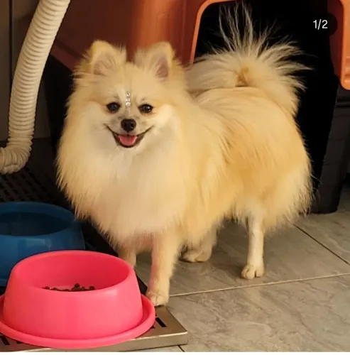Cachorro 
