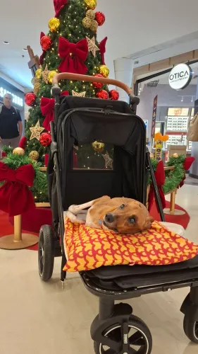 Carrinho pet para passeio