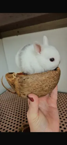 Coelho