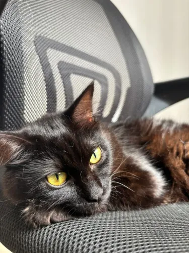 Gata mistura de Persa com Siamês