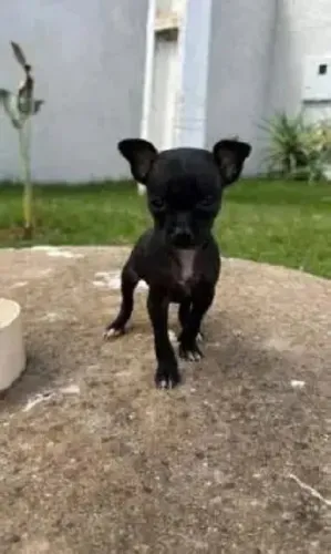 lindos pinscher x fox