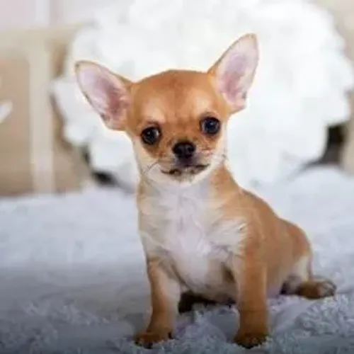 Chihuahua,Chihuahua Filhote Muito Amoroso e Dócil