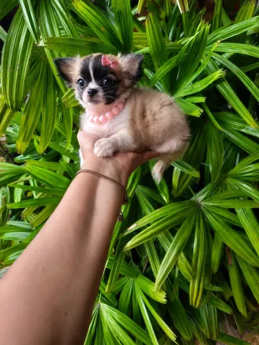 Chihuahua fêmea pelo longo - alto padrão 