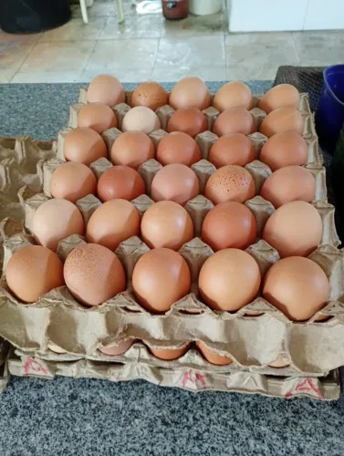 Vendo ovos, peru, picote e galinha