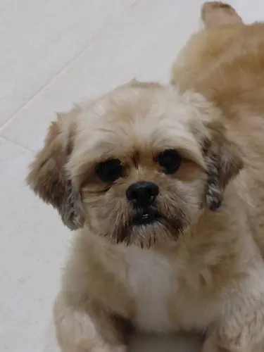 Cachorro Shitzu