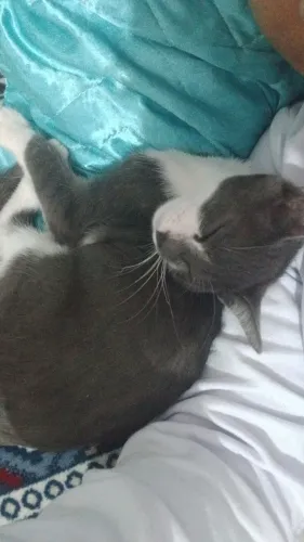 Doação de gato 