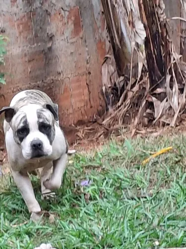 Cachorro Pitbull