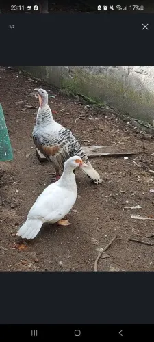 Vendo duas patas e uma perua