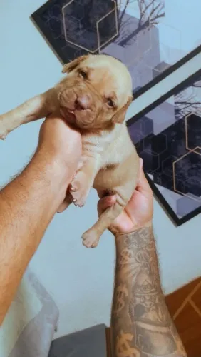 Dog raça pura pitmonster