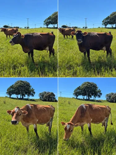Vacas de leite