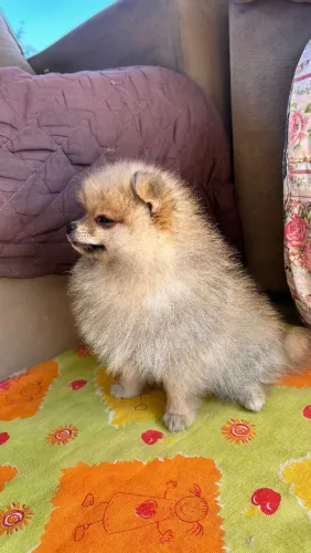 Filhote de lulu da Pomerânia 