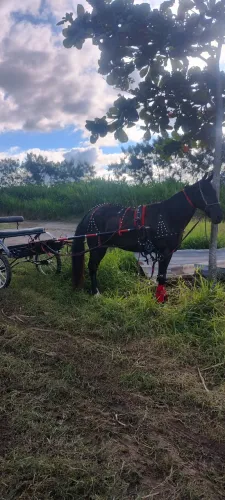 Vendo cavalo American trotter 