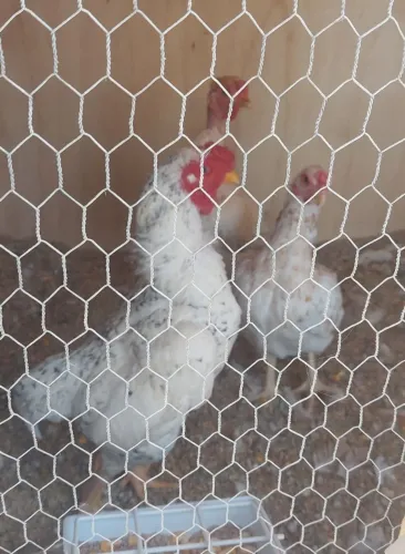 Ko shamo ovos férteis