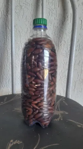 Castanha de Baru