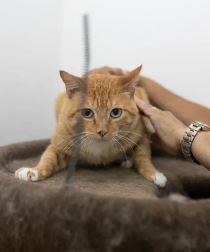 Gatinho para adoção