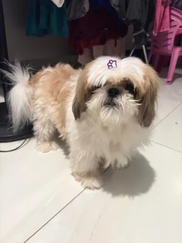 Doação de cãozinho