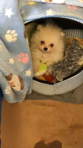 Lulu da Pomerânia ursinho