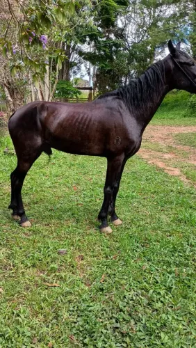 Cavalo registrado transferi na hora