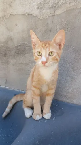 Doação de Dois gatos filhotes