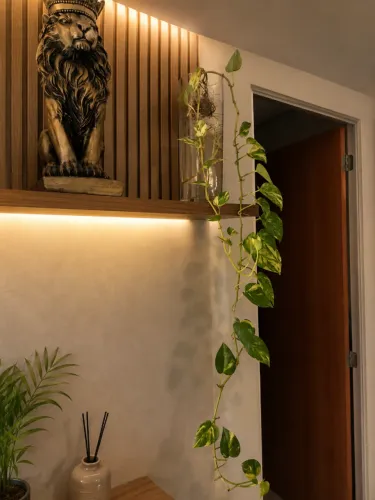 Planta giboia