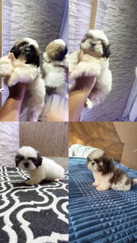 Shih Tzu carinhoso