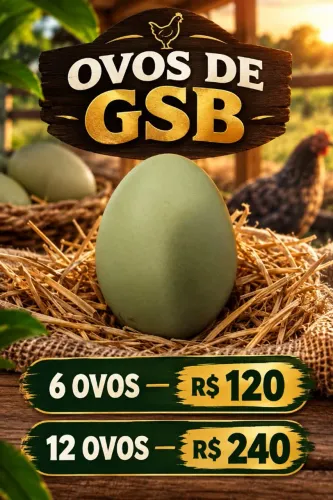 OVOS DE GSB GALINHA SERTANEJA BALÃO