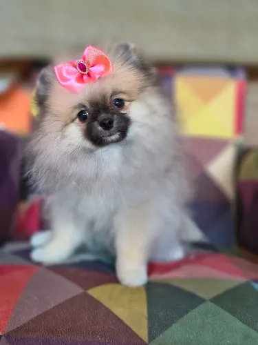 SPITZ ALEMÃO FÊMEA