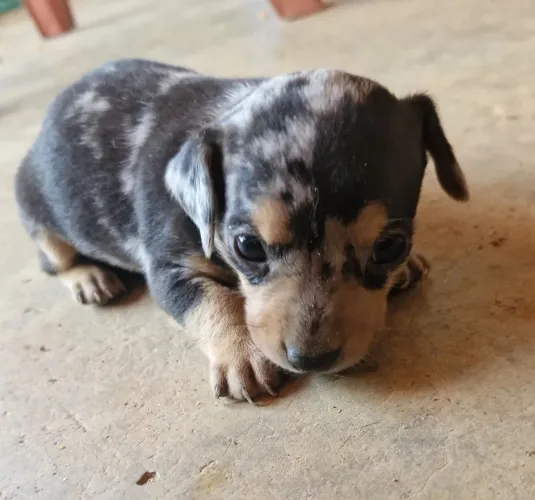 Pinscher merle