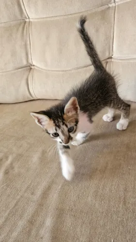 Gatinha filhote linda