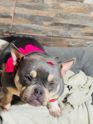 American bully nano