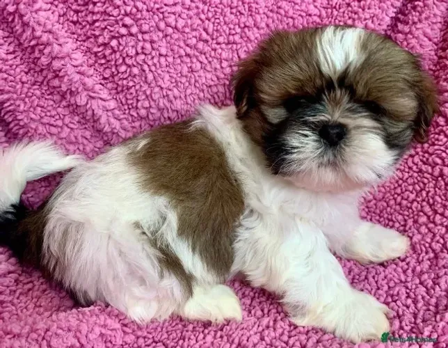 Filhote de cachorro shih tzu/shitzu de pelagem densa e muito dócil