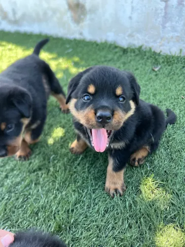 Filhotes de Rotweiller disponíveis 